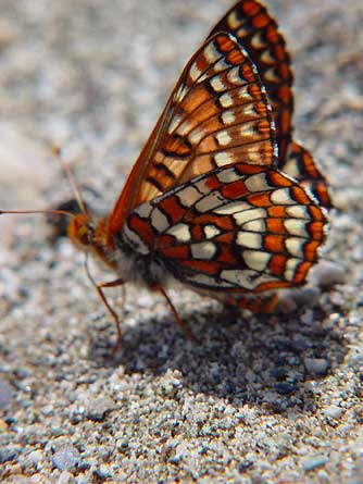 Euphydryas anicia hopfingeri ventral