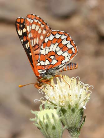 Anicia checkerspot butterfly or Euphydryas anicia veazieae nectaring on ocean spray