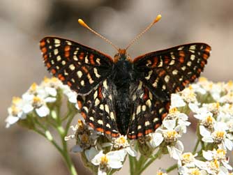 Picture of anicia checkerspot butterfly or Euphydryas anicia veaziae nectaring on yarrow