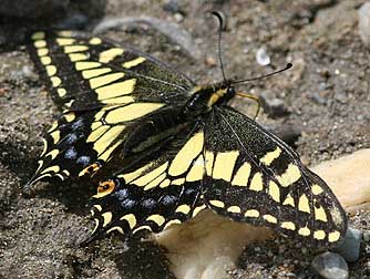 Picture of Anise swallowtail butterfly, or Papilio zelicaon