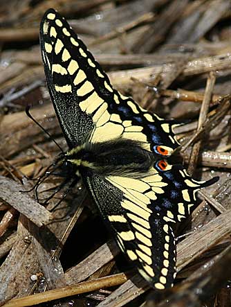 Picture of anise swallowtail butterfly - Papilio zelicaon
