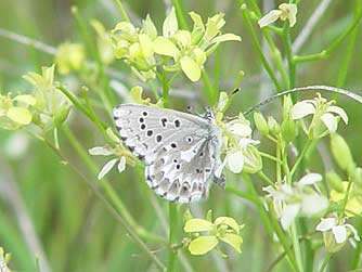 Picture of arrowhead blue butterfly nectaring