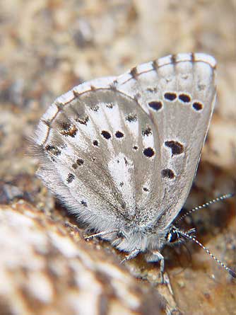 Arrowhead Blue Butterfly, Glaucopsyche piasus