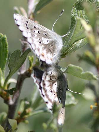 Picture of mating arrowhead blue butterflies