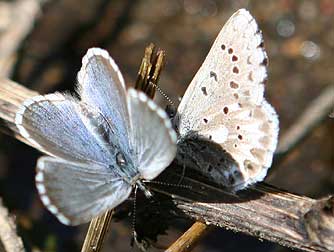 Arrowhead blue butterflies