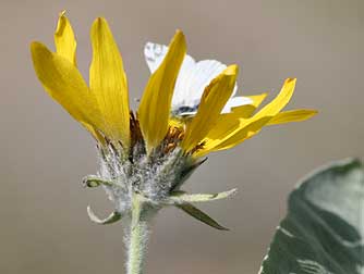 Picture of arrowleaf balsamroot flower with Becker's white butterfly