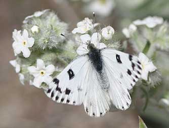 Becker's white butterfly picture