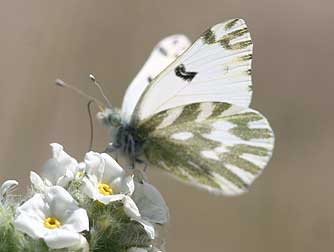 Becker's white butterfly