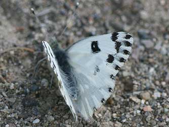 Becker's white, Great Basin white, sagebrush white or Pontia beckerii