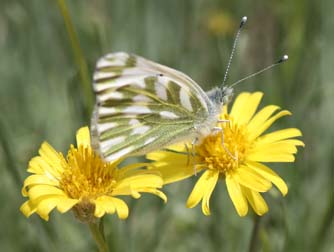Desert yellow daisy with Beckers white butterfly