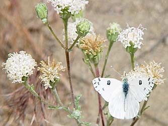Picture of Becker's white butterfly nectaring on Douglas' dustymaiden wildflowers