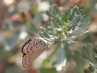 Behr's hairstreak butterfly and bitterbrush host plant