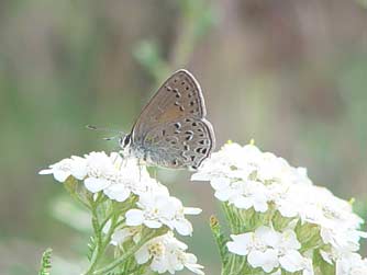 Hairstreaks Butterfly