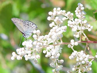 Picture of Behr's hairstreak butterfly nectaring on ocean spray flowers