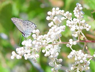 Behr's Hairstreak butterfly picture