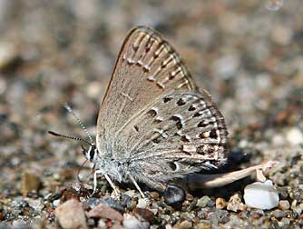 Behr's Hairstreak Butterfly, also known as Satyrium behrii