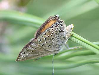 Picture of Behr's hairstreak showing orange-brown wings, perched on ponderosa pine tree needles