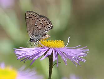 Behr's Hairstreak Butterfly nectaring on spledid fleabane
