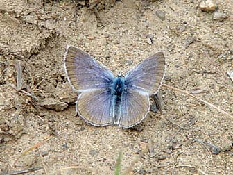 Picture of Boisduval's blue butterfly