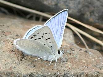 Blue copper butterfly