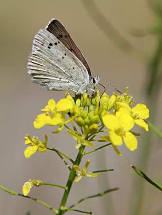 Picture of a female blue copper butterfly nectaring on western wallflower