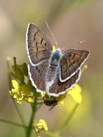 Picture of a female blue copper butterfly - Lycaena heteronea