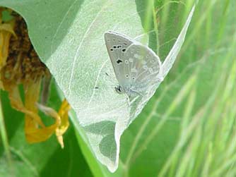 Boisduval's blue butterfly - Icaricia icarioides on balsamroot leaf