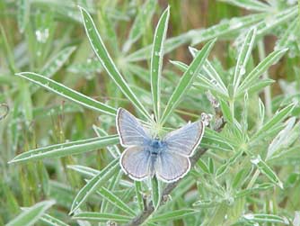 Boisduval's blue butterfly picture with lupine
