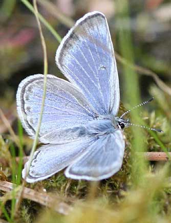 Boisduval blue butterfly with submarginal spots