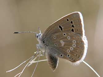 Boisduval's blue butterfly picture