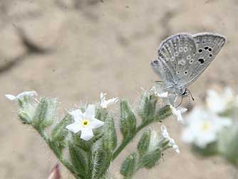 Picture of Boisduval's blue butterfly