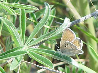 Picture of Boisduval's blue female