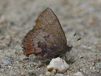 Brown Elfin butterfly picture - Incisalia augustinus iroides
