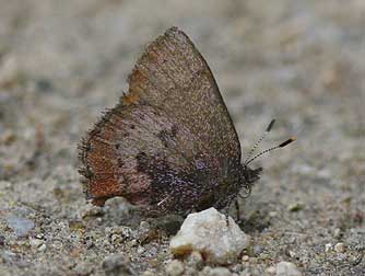 Pictures of Western brown elfin or Incisalia augustinus