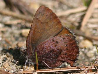 Picture of a Brown Elfin butterfly - Incisalia augustinus