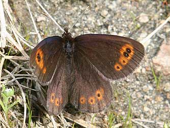Butler's Alpine Butterfly, Eribea epipsodea