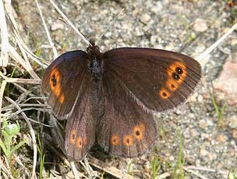 Butler's alpine butterfly, Erebia epipsodea