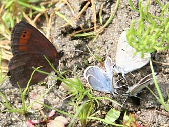 Arrowhead Blue butterflies