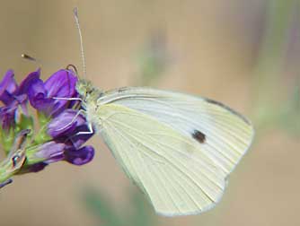 Picture of cabbage white butterfly or Pieris rapae