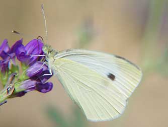 Cabbage white butterfly picture