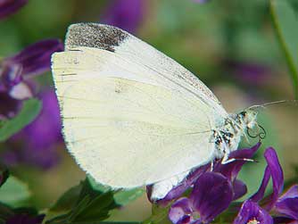 Cabbage white butterfly picture