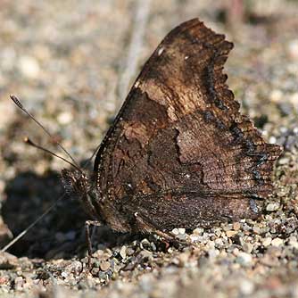 California tortoiseshell butterfly ventral wing