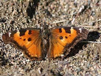 California tortoiseshell butterfly picture