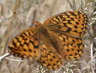 Callippe Fritillary butterfly