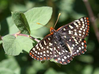 Flowering snowberry, host plant for Lorquin's admiral butterfly