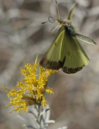 Picture of clouded sulphur upperside or dorsal wing, Colias philodice