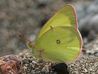 Clouded sulphur butterfly - Colias philodice