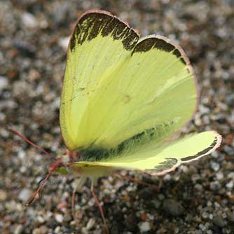Clouded sulphur butterfly sipping moist sand