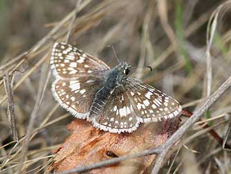 Common checkered skipper or Pyrgus communis 