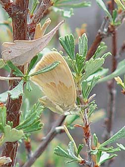 Orange butterfly picture - common ringlet